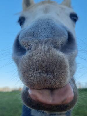 A post by @sora_psar on TikTok caption: Devinez ce qu'elle mange avec autant de plaisir ! #pursangarabe #cheval #equitation #asmr 