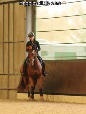 A post by @alicialeedressage on TikTok caption: She’s the cutest 🧡 #dressage #AliciaLeeDressage #chestnutmare 