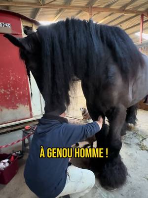 A post by @untraitdecheval on TikTok caption: Ça va les chevilles Pedro ? 😅 #chevaldetrait #ecurie #cheval 