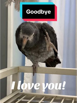 A post by @geckoemmy on TikTok caption: Friends, it has been an honor and a pleasure playing with you. Please come find the Geckoemmy parrot flock on YT. Same name! ##parrots##petbirds