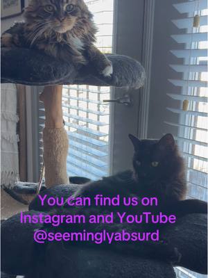 A post by @seeminglyabsurd on TikTok caption: #fyp #cat #tiktokcats #catsoftiktok #birdandremy 