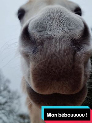 A post by @sora_psar on TikTok caption: Vous pensez qu'elle me juge des fois... ? 🥺 #pursangarabe #cheval #equitation #liberte #cabre 