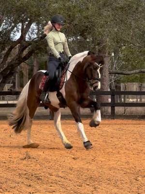 A post by @painted_dressage on TikTok caption: Finally had warm enough weather today to ride in my new @PH Clothing Co sunshirt 🥰 Use my code PAINTED10 for 10% off! 