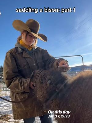 A post by @steadyrein on TikTok caption: ❤️‍🩹very bittersweet #onthisday #bison #montana #westernlifestyle 