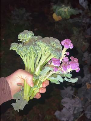 A post by @gardeningwithtara on TikTok caption: Cleaning out my #drafts - I know some of you hate the frogs but, I love them!! One of my favorite things is listening to them at night! 🐸 #gardenharvest #organicgardening 