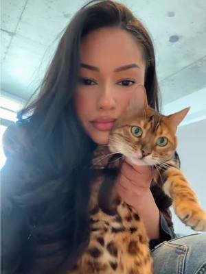 A post by @farahmlkk on TikTok caption: They hate when I record 🥲 I’ll try again tonight  #catsoftiktok #catmom #bengals 