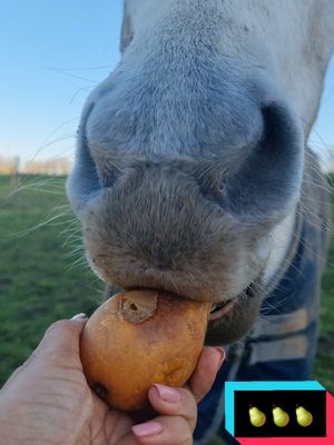 A post by @sora_psar on TikTok caption: Réponse à @plumekassy35 Bravo, spécialiste de l'ASMR poney ! 😂🍐 #pursangarabe #cheval #poire #asmr 