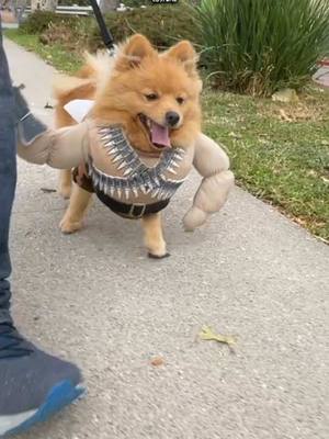 A post by @yogisinsta6 on TikTok caption: Dog in a costume #funnydog #cutedog #pomeranian #dog #dogwalks 