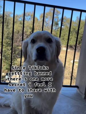 A post by @bindithegolden on TikTok caption: Surprise!!! #dogsoftiktok #foryou #goodbyetiktok 