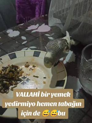 A post by @zehra06aras68 on TikTok caption: bu nasıl bir kuş eğitiyim derken ellerimle insan yarattım herşeyi yiyo yakında bizide yer bu boncuk