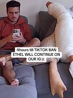 A post by @thebrandonrobert on TikTok caption: It’s the same as our username here or you can just go to my profile and it’s listed! See you guys soon :) #ethel #homecamera #tiktokban 