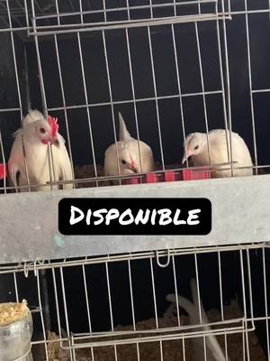 A post by @jordijuarez7 on TikTok caption: Todo disponible #kikirikisjordyjuarez #kikirikis #gallitosminiatura #gallitos #gallinas #gallitos 