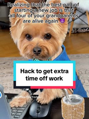 A post by @wafflestheyorkie on TikTok caption: Never know when you will need extra time off work **wink* 😉* What is the best excuse you have ever used to get off work? #workhumor #workjokes #officehumor #officememes #officedog #funnydogs #yorkie #yorkshireterrier 