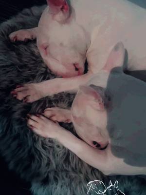 A post by @minibull_nataliia on TikTok caption: #minibull #kennel #bullterrier 