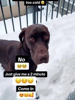 A post by @rocky12gsp on TikTok caption: Please let me in it's cold. 🥶❄️🥶