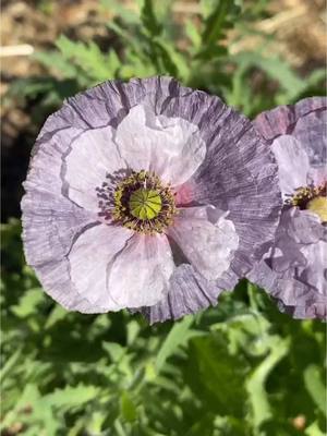 A post by @gardeningwithtara on TikTok caption: Amazing Grey Poppies 🩶 I should grow these again, they really are so beautiful! #poppies #growyourown #flowers #drafts 