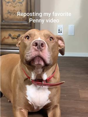 A post by @robbyandpenny on TikTok caption: Reposting my favorite Penny video of all time. 