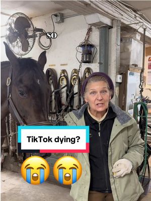 A post by @masterhorsecoach on TikTok caption: We are on instagram (now) and YouTube (soon)! Hope you will join us!  #masterhorsecoach #equestrian #horsesontiktok #horsethings #equine #fyp #foryoupage #followerstiktok #horseknowledge #following #follow #ins #tik #tok 