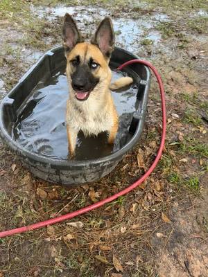 A post by @tokwithmom on TikTok caption: I was just trying to send a snap… . . . #fyp #dog #germanshepherd #dogpark #PetsOfTikTok 