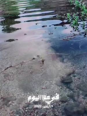 A post by @saleh__alghamdi on TikTok