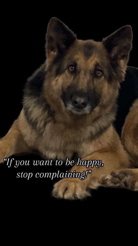 A post by @animal_behaviourist on TikTok caption: #fyp #relatable #germanshepherd 