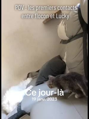 A post by @mr.luckylechat on TikTok caption: #cejour-là 