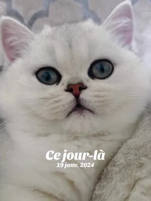 A post by @dumondebripearls on TikTok caption: #cejour-là 