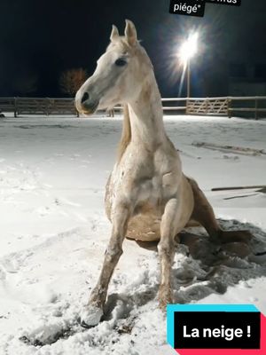 A post by @sora_psar on TikTok caption: L'année dernière, on avait pleins de neige à cette période ! 🌨 #pursangarabe #cheval #equitation 