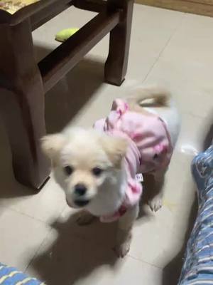 A post by @lovely.animals1990 on TikTok caption: 🥰🐶#dogsoftiktok #cutedogs #PetsOfTikTok #pet #dog #cute 