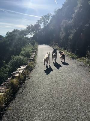 A post by @ricobtz on TikTok caption: Le bonheur ! #fyp #pourtoi #foryou #prt #husky #huskylife #dogfriend #goldenretriever #bergeraustralien 