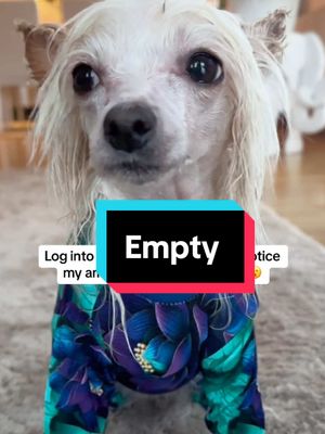 A post by @tinyfreja on TikTok caption: log into tiktok and immediately notice my american friends are gone 😮 #tiktokban #dog  #dogvideo  #tiktokdog   #dog  #tiktok_dogs #cutedog #funnydog #comedydog #smalldog #chinesecresteddog #dogtrendingvideos  #doghumortiktok #dogtrend #hairlessdog #lovedogs #lovemydog #viraldog #TinyFreja #dogclothes #kinesisknakenhund #littledog #meetmypet #meetmydog #doglove 