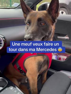 A post by @redmalinois31 on TikTok caption: C'est à vous de décider je lui fait un tour ou pas ? 🫣😨 #redog #agentcynophile #maitrechien #fakebody #security #miseenscene #malinois 