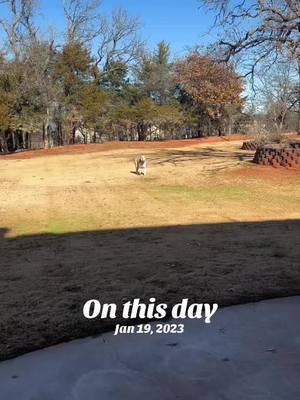 A post by @dust_bowl_bullies on TikTok caption: #onthisday 