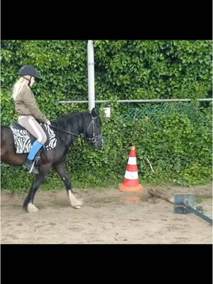 A post by @nino_de_pony on TikTok caption: Zou zo graag willen weten hoe het met Duke is❤️ hij heeft mij zo veel geleerd in korte tijd! #nino_de_pony #pony #viral #duke #tinker #sold #old 