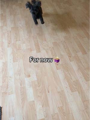 A post by @krissy0803 on TikTok caption: We’re back! #simonthetoypoodle #toypoodle #cutedogs #dogsoftiktok #dogvideos #cutedogsoftiktok #dogtok #PetsOfTikTok #dogs #pets #dogmom #fyp #fy #doglover #happydog #tiktokviral 