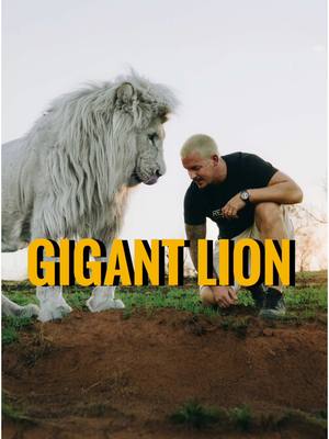 A post by @deanschneider.official on TikTok caption: Link in Bio❗️ Join me on an incredible walk with Snow, the majestic white lion! 🦁 It’s not without risks for us, which is why we need to pay close attention to every situation. But this kind of quality time is essential for strengthening our bond with each lion.❤️ Did you see the video? 🤔