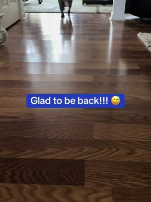 A post by @cashmoneyparkinson on TikTok caption: Welcome back TikTok!! 😅#frenchiesoftiktok #frenchiepuppy #frenchie #frenchielife 