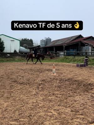 A post by @travailducheval on TikTok caption: Top cheval ! Bonne séance mais encore du mal à avoir de la régularité . Mais s’améliore beaucoup sur ses sauts 