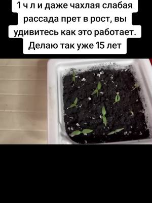 A post by @hortihints on TikTok caption: 1 ч л и даже чахлая слабая рассада прет в рост, вы удивитесь как это работает. Делаю так уже 15 лет Урожайные секреты — идеи и советы для вашего сада и огорода. Создайте свой идеальный зеленый уголок! #дом #сад #дача #огород #садоводство #посадка #советы #рассада #растения #урожай #подкормка #удобрение #цветы #огородник #огородныеидеи #садовод #gardening #gardenlife #садогород #перцы #томаты #огурцы #баклажаны 