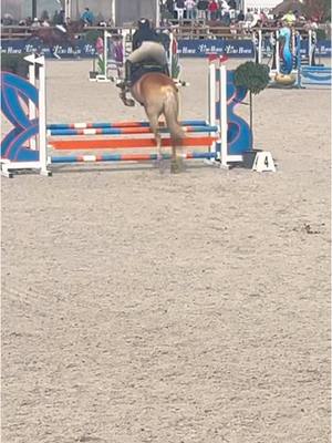 A post by @ikbeninneaangenaam on TikTok caption: Hopelijk kunnen we weer snel aan het werk samen 💙 #haflinger #jumping #younghorse #horse #shivan #haflingerpower #haflingerhorse 