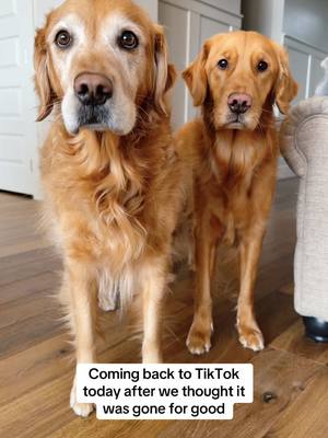 A post by @maggiemaysgoldenlife on TikTok caption: So I guess we’re all back?! #hey #howyalldoin #fyp #dogsoftiktok 