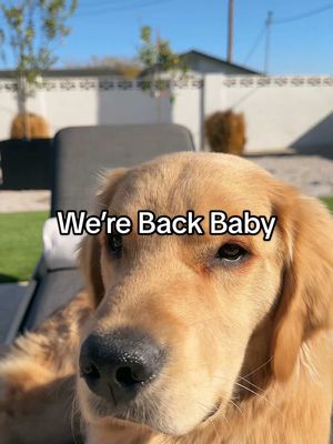 A post by @thegoldennamedbentley on TikTok caption: We back baby! #fyp #goldenretriever #dramatic 