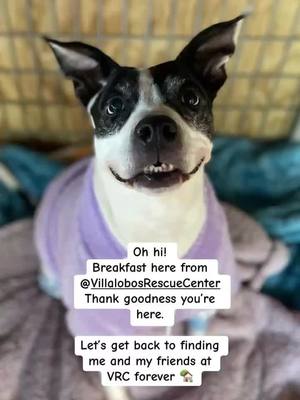 A post by @villalobosrescue on TikTok caption: YAY WE'RE BACK! #dogsoftiktok #VILLALOBOSRESCUECENTER #PITBULLSANDPAROLEES #pitbullsoftiktok 