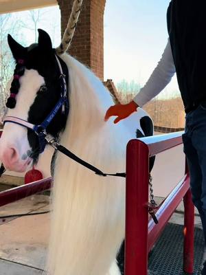 A post by @rancho5estrellas_336 on TikTok caption: Diamante un bello ejemplar Gypsyvanner #rancho5estrellas✨️✨️✨️✨️✨️ #carolinadelnorte🇺🇲 #gysyvanner #