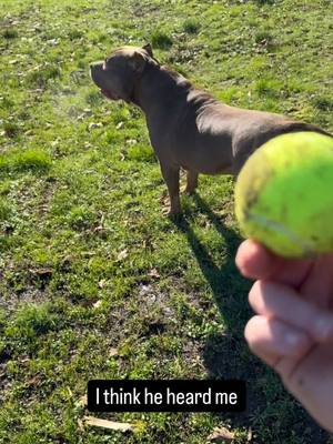 A post by @adoptingdogs on TikTok caption: Herc is sensitive when it comes to his catching and retrieving skills. 