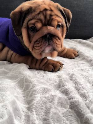 A post by @geb_carla1 on TikTok caption: She’s so pretty #englishbulldog #bulldogsoftiktok #bulldoglovers #fyp #cute #Love #tiktoklover #pretty 