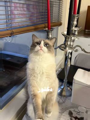 A post by @leocappuccinoo on TikTok caption: ليو الخيال عم ياكل قتلة 🤣#CapCut #Love #قطط_كيوت #cat 