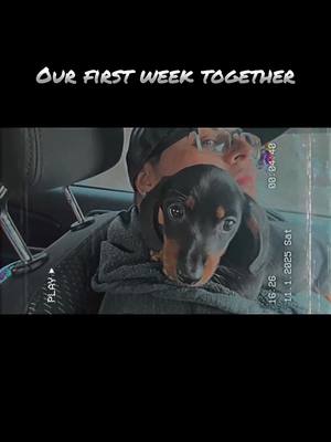 A post by @datboii_jj on TikTok caption: Our very first week together 🥰 #moose #dachshund #dachshundsoftiktok #dachshundpuppy #dachshundaddict #puppy #cute #moose 