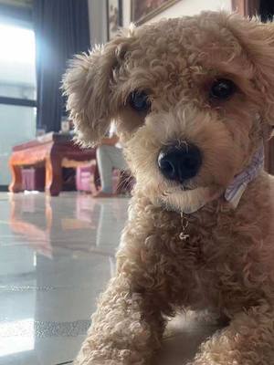 A post by @jjjjjjjzaaaaaaaq on TikTok caption: 😂#mydog #poodle #shenamegolden #Mylove❤️😍#lovelybaby❤ #cambodia🇰🇭 #justdowhatmakesyouhappy😁😚❤️ #fypシ 