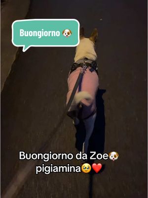 A post by @zoettaealex on TikTok caption: Buongiorno a tutti da Zoe🐶 pigiamina🥹❤️ #foryourpage #perte #dogsoftiktok #doglovers #zoettaealex #adottanoncomprare #adottauncanedalcanile 